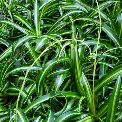 1 Live Spider Plant | Chlorophytum Comosum - Seed World