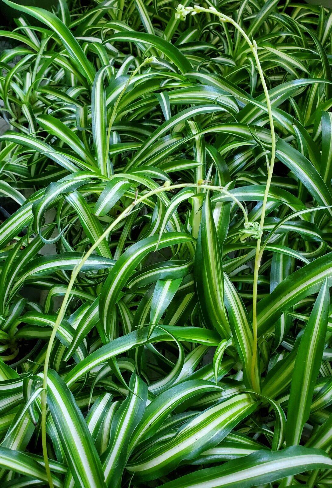 1 Live Spider Plant | Chlorophytum Comosum - Seed World