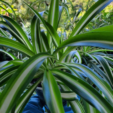 1 Live Spider Plant | Chlorophytum Comosum - Seed World