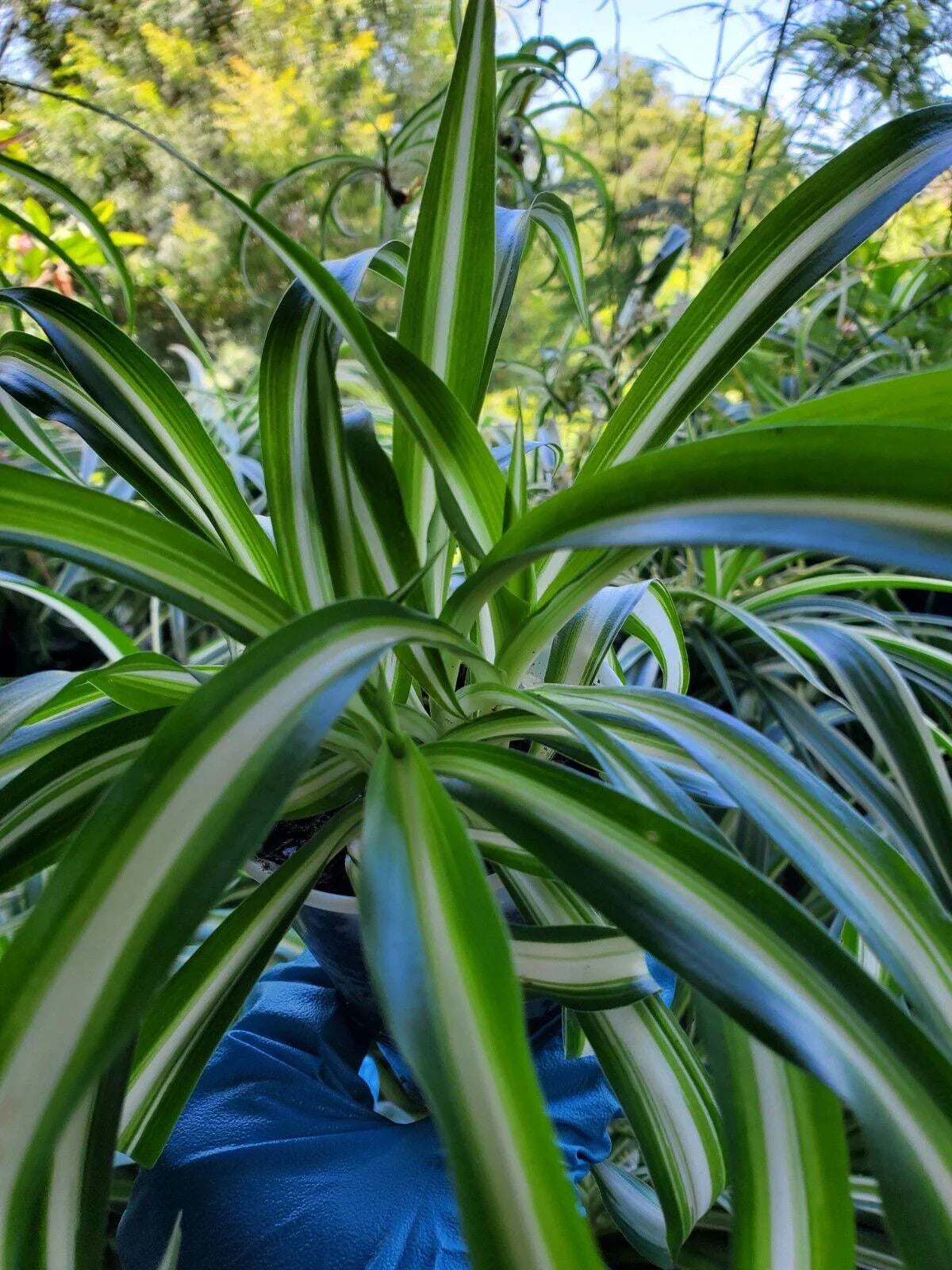 1 Live Spider Plant | Chlorophytum Comosum - Seed World