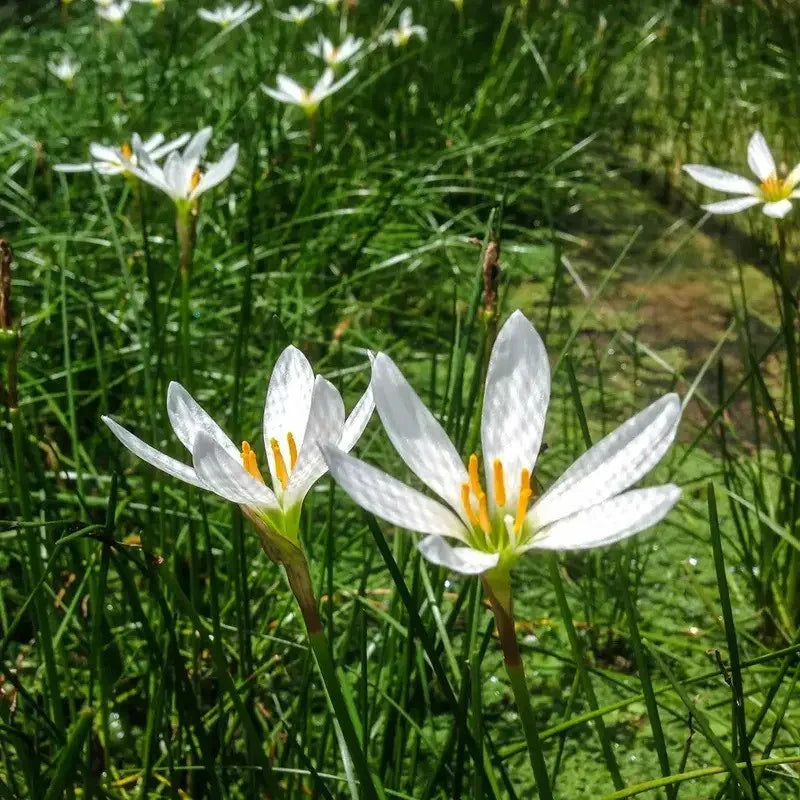 1 Live White Zephyr Lily – Tropical Pond & Marginal Water Plant - Seed World