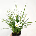 4'' pot