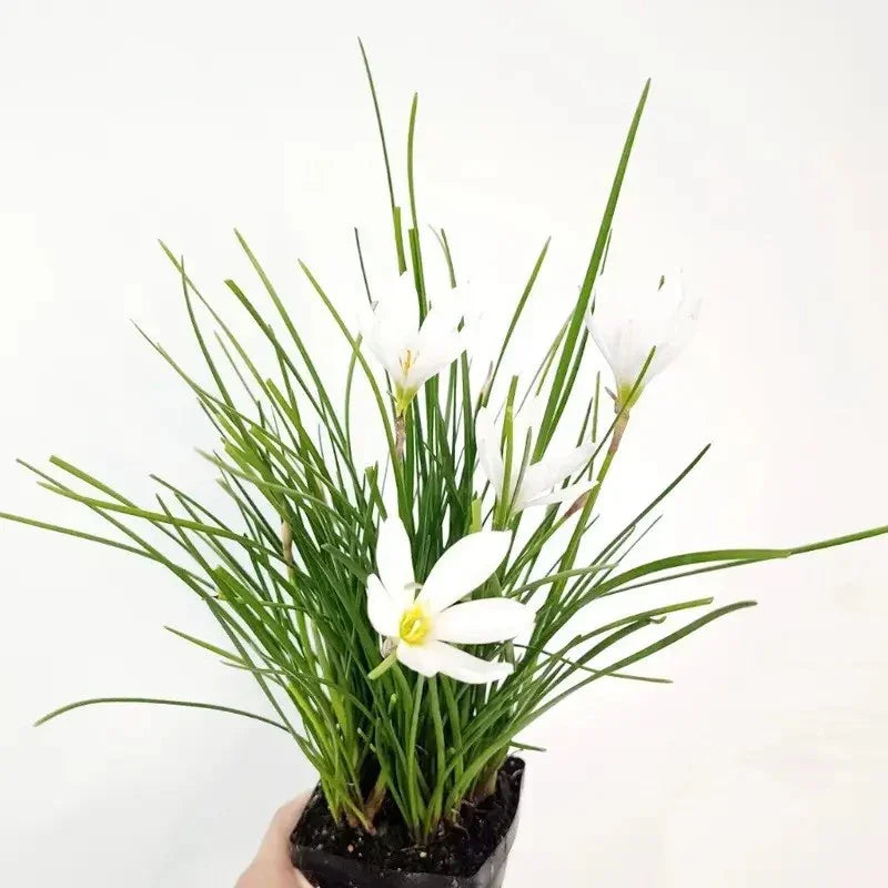 1 Live White Zephyr Lily – Tropical Pond & Marginal Water Plant - Seed World
