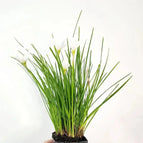 2'' net pot