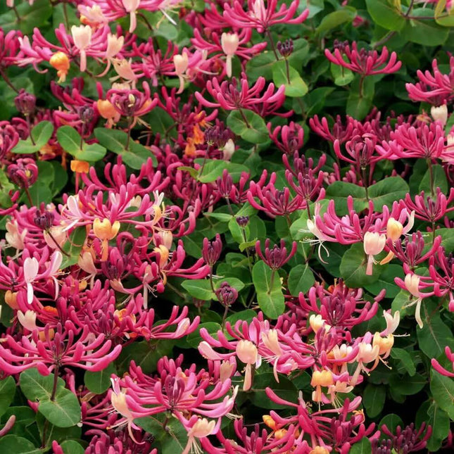 1 Peaches & Cream Honeysuckle Vine - Rooted Starter Plant - Seed World