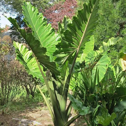 1 Portora Elephant Ear Alocasia Live Starter Plant - Seed World