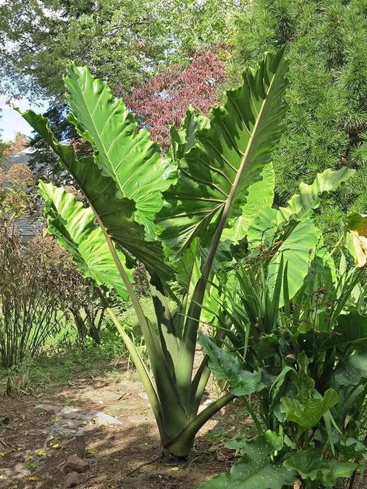 1 Portora Elephant Ear Alocasia Live Starter Plant - Seed World