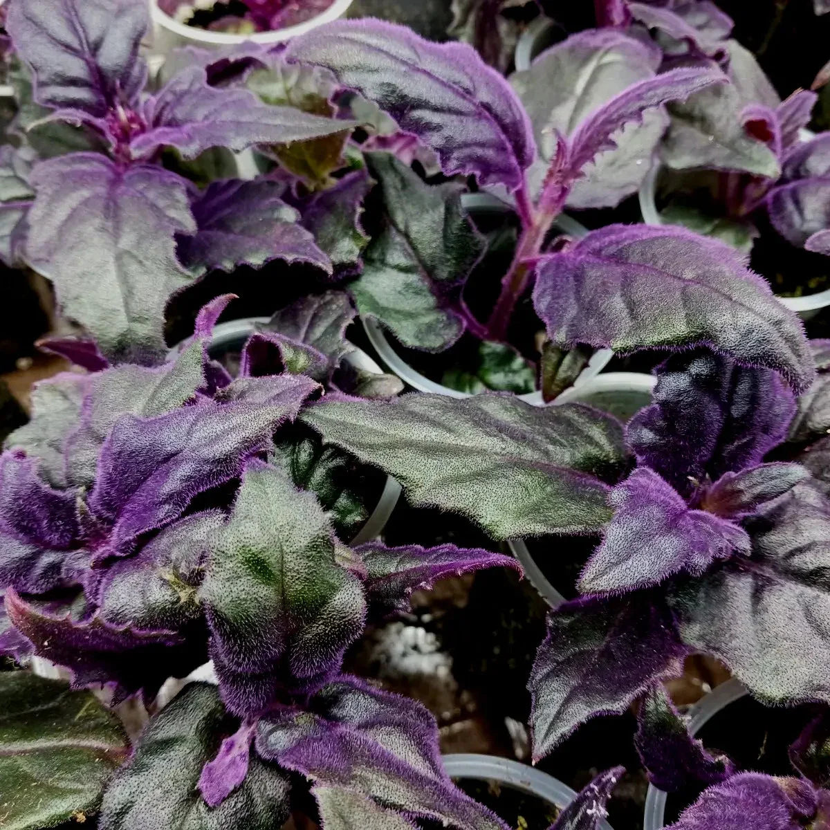 1 Purple Velvet Live Plant - Small Starter Plant (Approx. 3" Tall) - Seed World