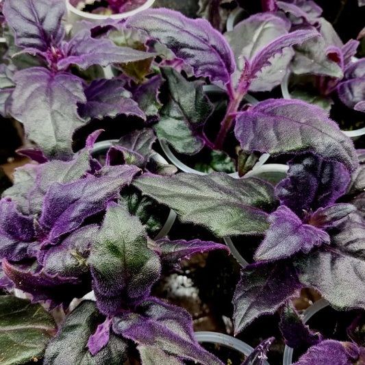 1 Purple Velvet Live Plant - Small Starter Plant (Approx. 3" Tall) - Seed World