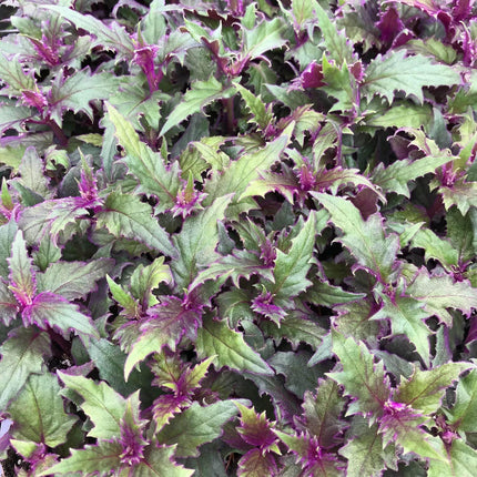 1 Purple Velvet Live Plant - Small Starter Plant (Approx. 3" Tall) - Seed World