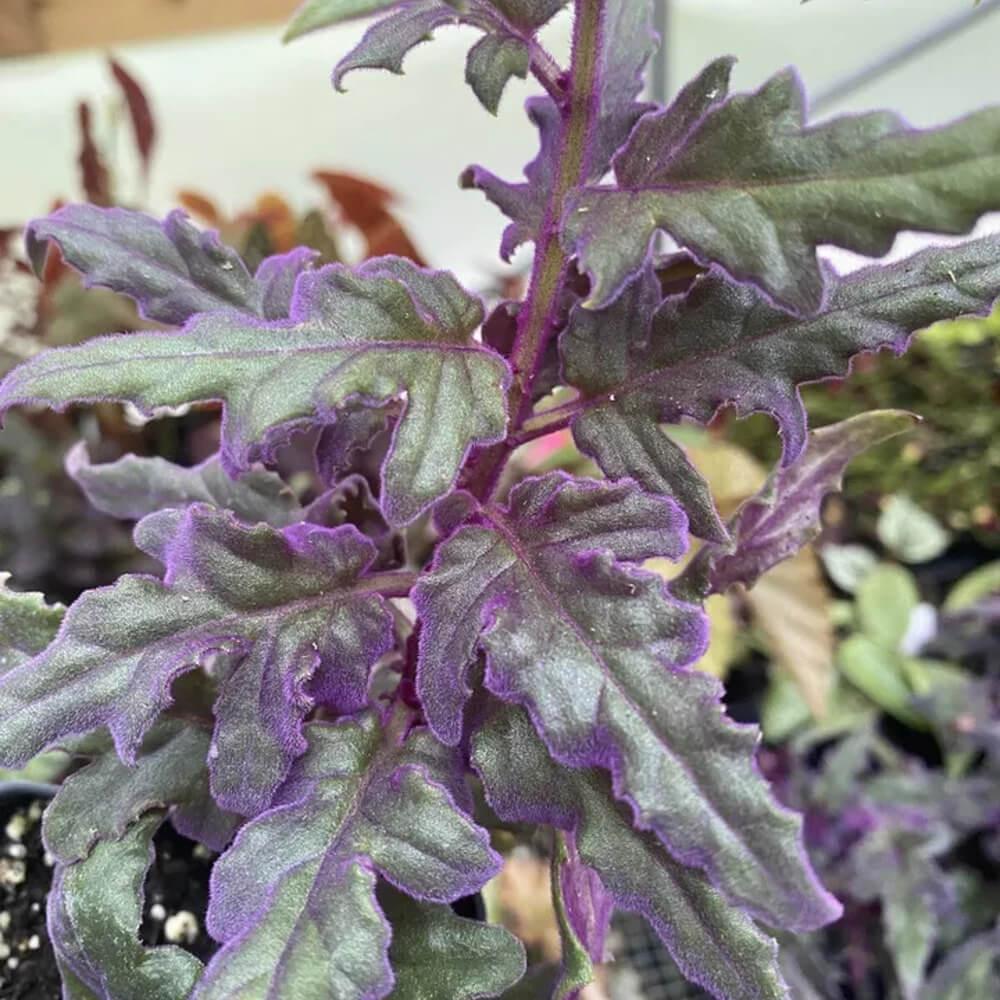1 Purple Velvet Live Plant - Small Starter Plant (Approx. 3" Tall) - Seed World