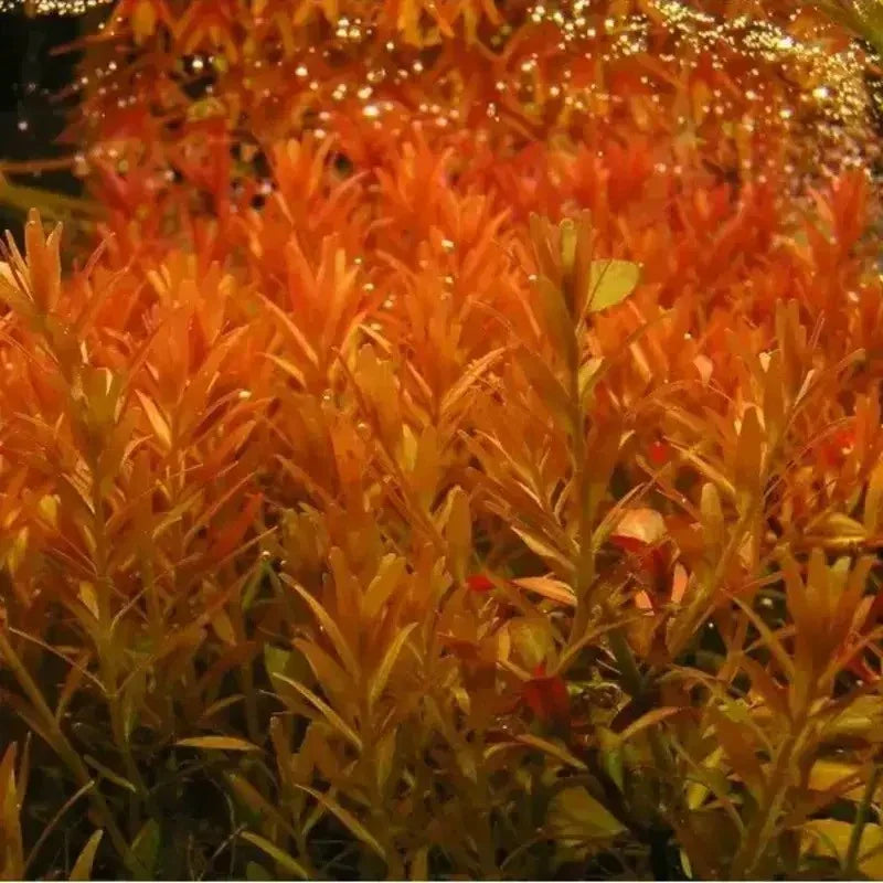1 Rotala Rotundifolia RED Live Aquarium Plant Aquatic Plant - Seed World