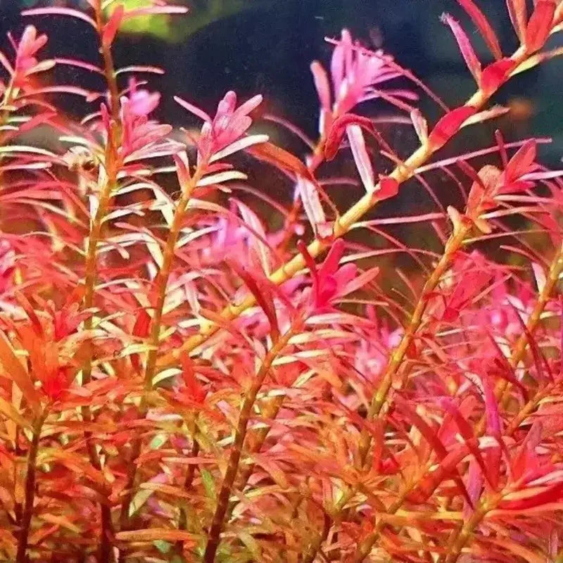 1 Rotala Rotundifolia RED Live Aquarium Plant Aquatic Plant - Seed World
