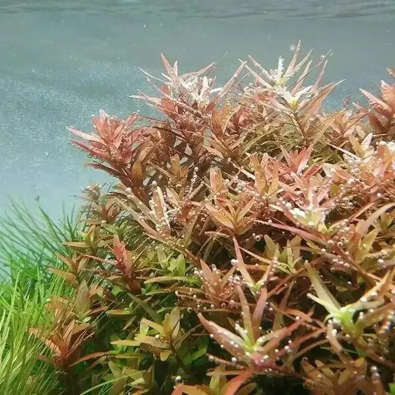 1 Rotala Rotundifolia RED Live Aquarium Plant Aquatic Plant - Seed World