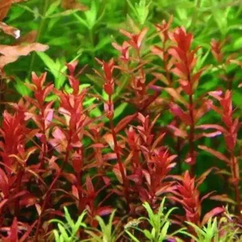 1 Rotala Rotundifolia RED Live Aquarium Plant Aquatic Plant - Seed World