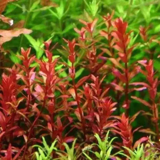 1 Rotala Rotundifolia RED Live Aquarium Plant Aquatic Plant - Seed World
