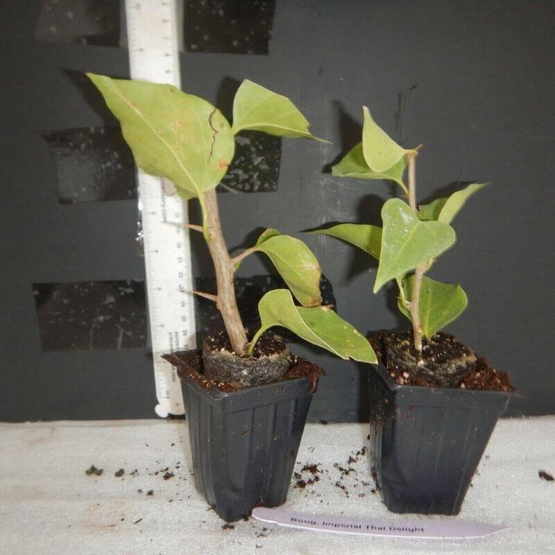 1 San Diego Red Live Bougainvillea Starter Plug - Seed World