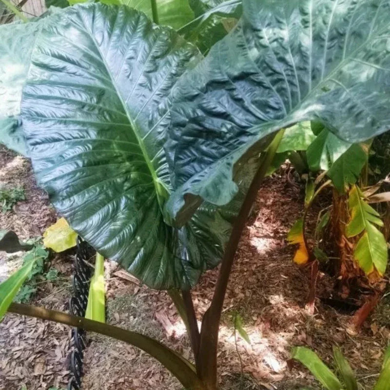 1 Serendipity Elephant Ear - Alocasia Live Plant - Seed World