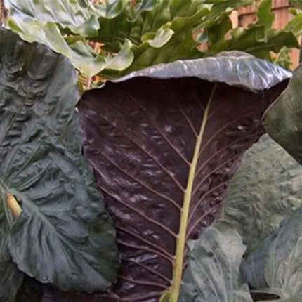 1 Serendipity Elephant Ear - Alocasia Live Plant - Seed World