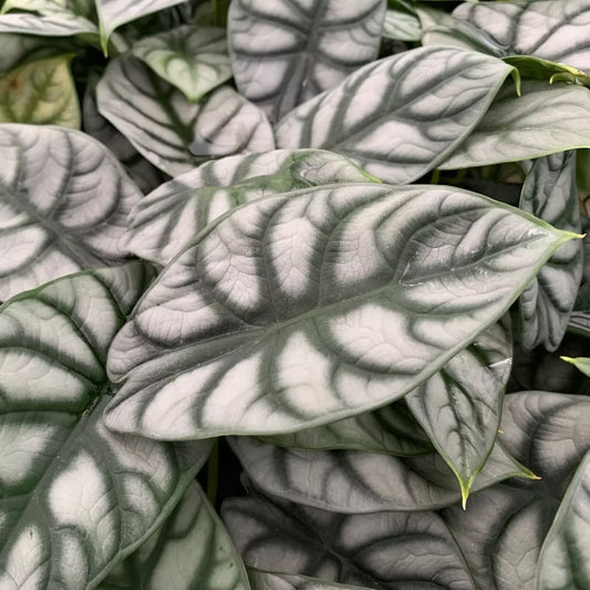 1 Silver Dragon Elephant Ear - Alocasia baginda Live Plant - Seed World
