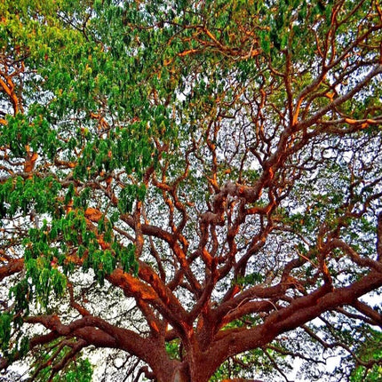 10 Acacia Confusa Seeds - Seed World