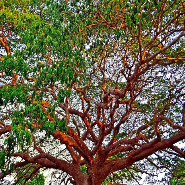 10 Acacia Confusa Seeds - Seed World