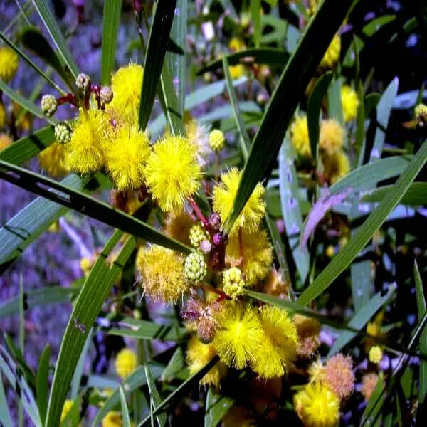 Acacia Confusa 種子 25粒+ Acacia confusa | 'Formosa Wattle' | Seeds - Freaky Cacti