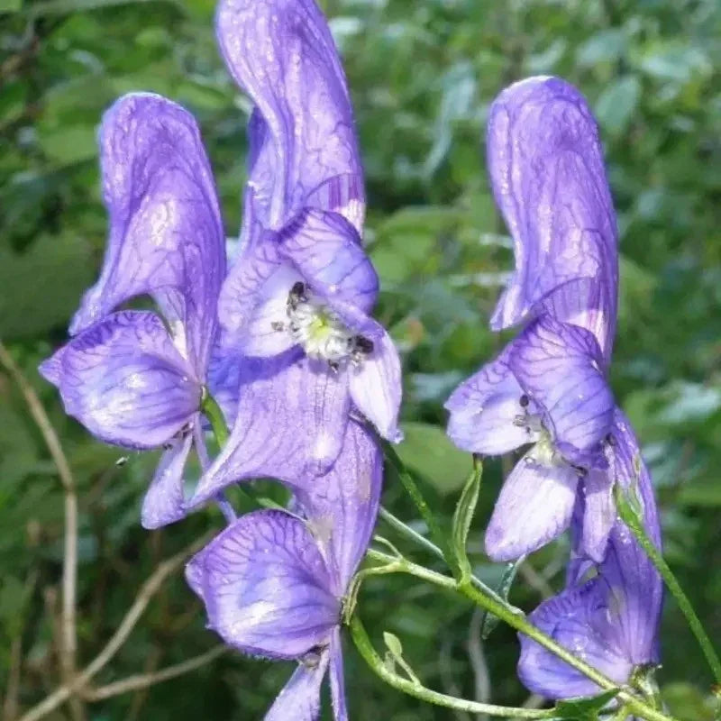 wolfsbane plant seeds 50 Aconitum Napellus | Monk's-Hood