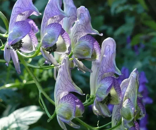 wolfsbane flower seeds 50 Aconitum Napellus | Monk's-Hood
