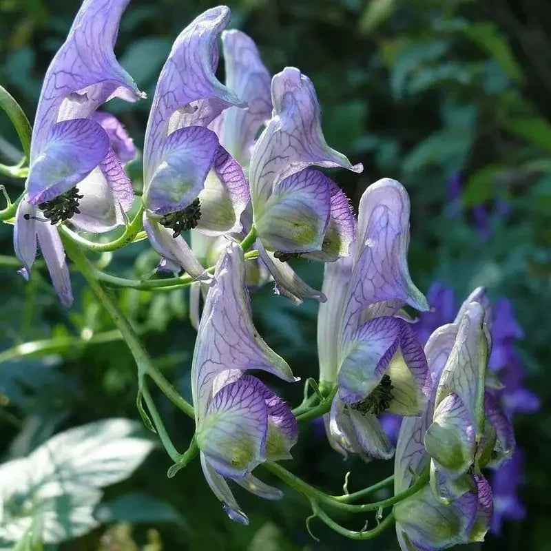 wolfsbane plant seeds 50 Aconitum Napellus | Monk's-Hood