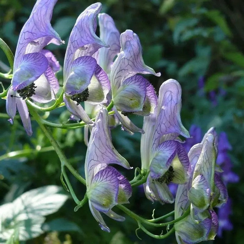 10 Aconitum Napellus | Monk's-Hood | Wolfsbane Seeds - Seed World