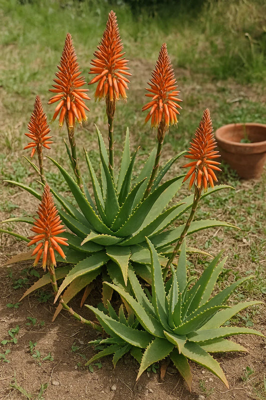 10 Aloe Arborescens kranz Vera Seeds – Rare Succulent - Seed World