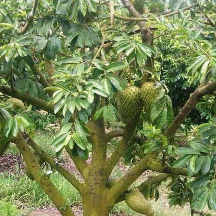 10 Annona Muricata Seeds - Seed World