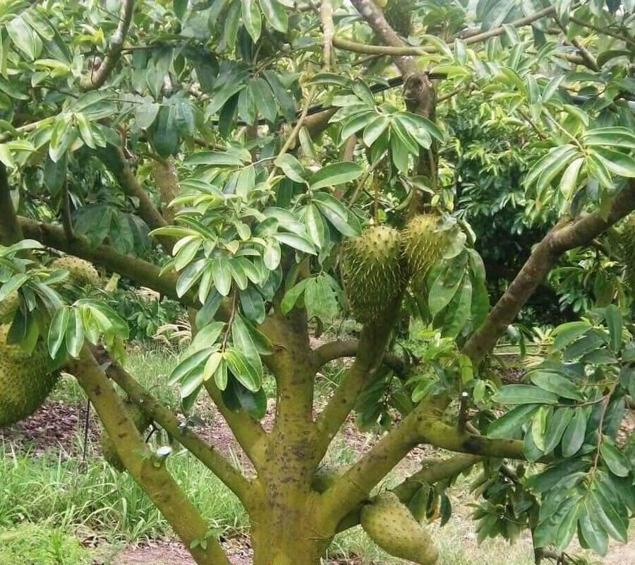 10 Annona Muricata Seeds - Seed World