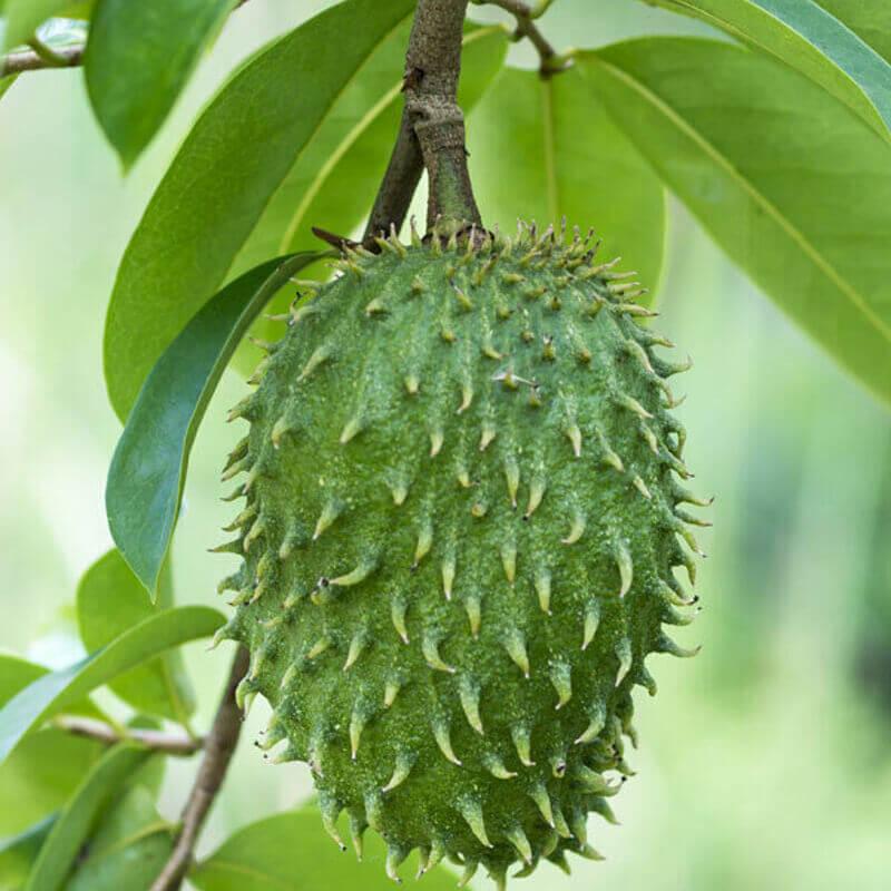 10 Annona Muricata Seeds - Seed World