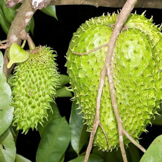 10 Annona Muricata Seeds - Seed World