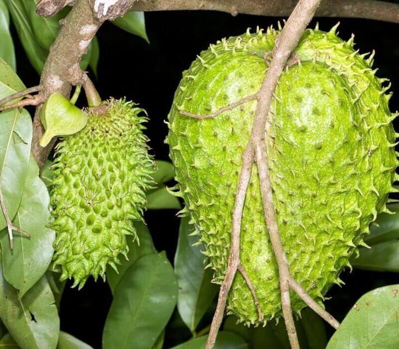 10 Annona Muricata Seeds - Seed World