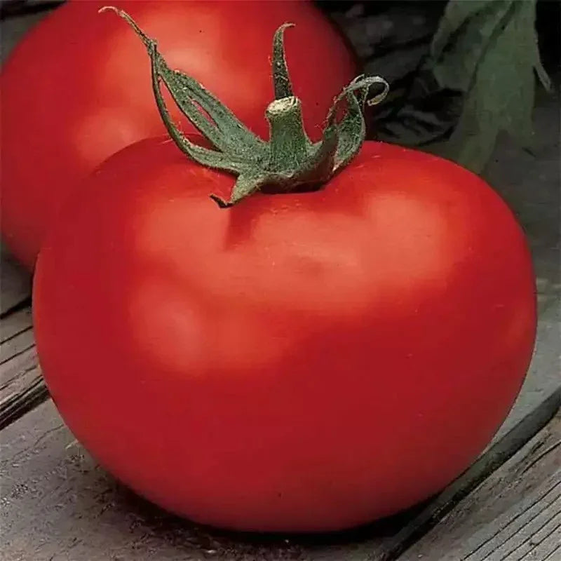 10 Better Boy Tomato Seeds VFN (F1 Hybrid) | Non-GMO - Seed World
