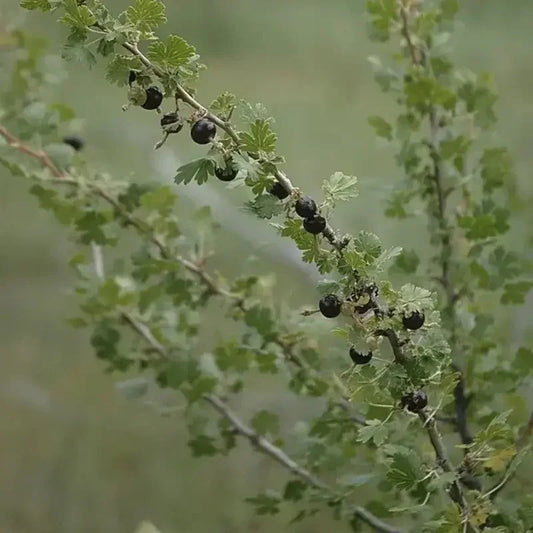 10 Black Currant Berry Seeds – Ribes leptanthum - Seed World