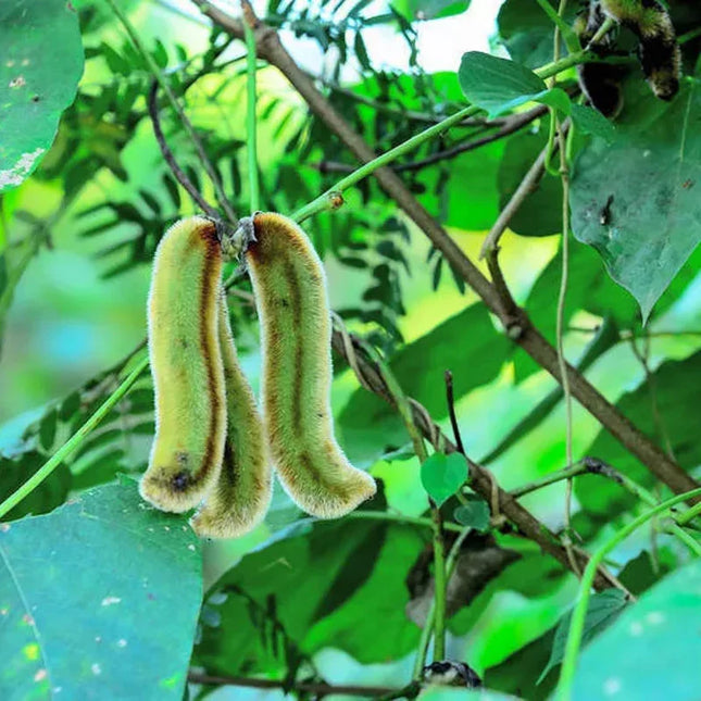 10 Black Velvet Bean Seeds (Mucuna pruriens) – Ornamental Climbing Vine - Seed World