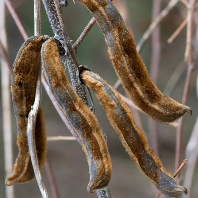 10 Black Velvet Bean Seeds (Mucuna pruriens) – Ornamental Climbing Vine - Seed World