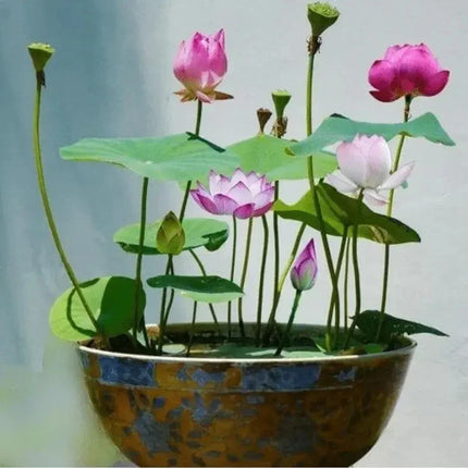 10 Bowl Lotus Seeds - Mix Colors - Seed World