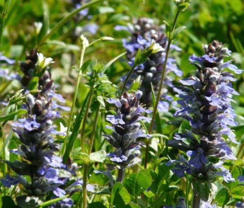 10 Bugleweed - Ajuga Reptans Seeds - Seed World