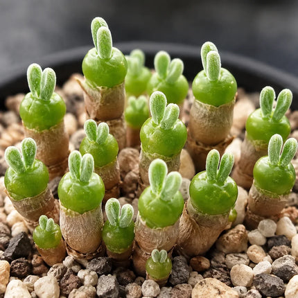 Succulent & Cactus Seeds – Choose a Type – parent plant reference; seed-grown results may vary 20