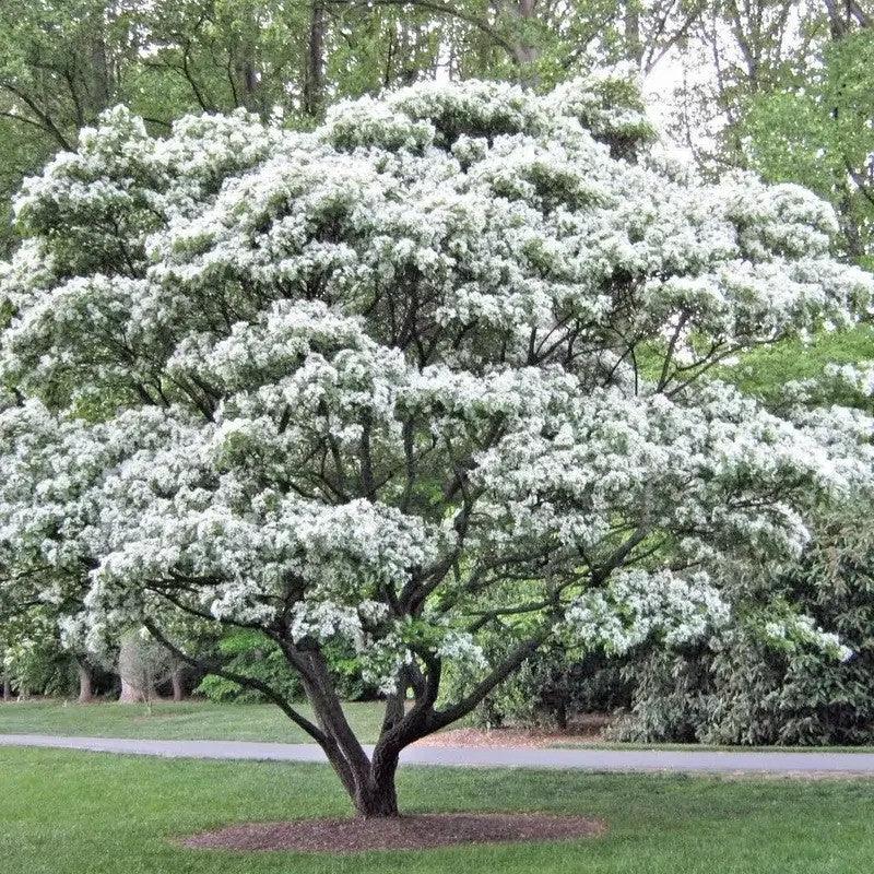 10 Chinese Fringe Tree Seeds - Seed World
