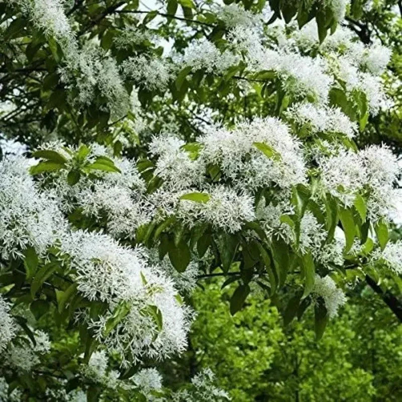 10 Chinese Fringe Tree Seeds - Seed World