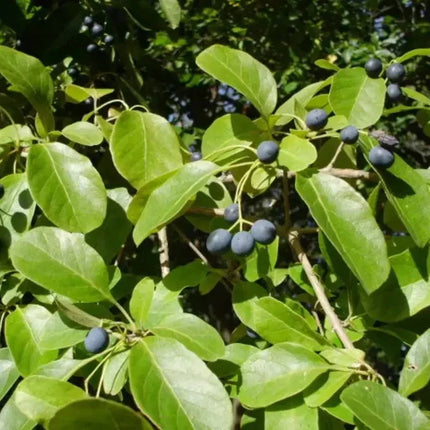 10 Chinese Fringe Tree Seeds - Seed World