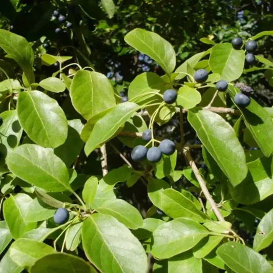 10 Chinese Fringe Tree Seeds - Seed World