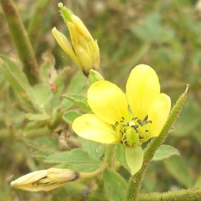 10 Cleome viscosa - Tickweed Seeds - Seed World