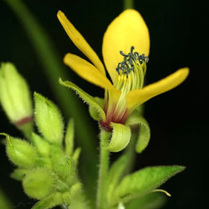 10 Cleome viscosa - Tickweed Seeds - Seed World
